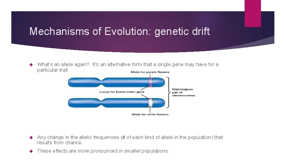 Mechanisms of Evolution: genetic drift What’s an allele again? It’s an alternative form that