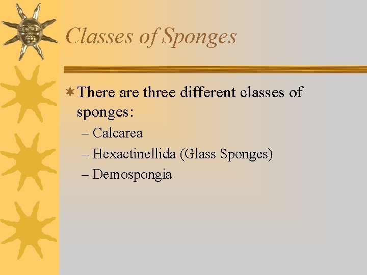 Classes of Sponges ¬There are three different classes of sponges: – Calcarea – Hexactinellida