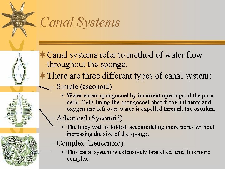 Canal Systems ¬ Canal systems refer to method of water flow throughout the sponge.