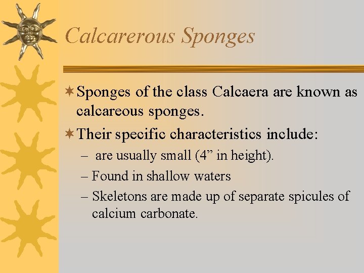 Calcarerous Sponges ¬Sponges of the class Calcaera are known as calcareous sponges. ¬Their specific