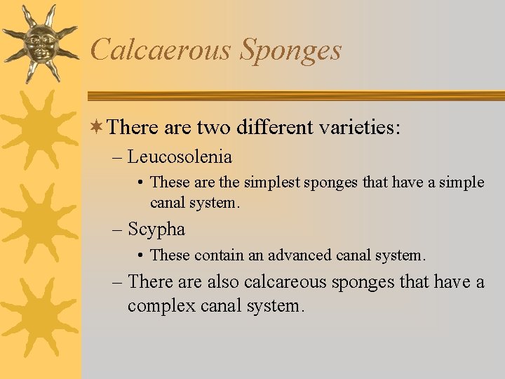 Calcaerous Sponges ¬There are two different varieties: – Leucosolenia • These are the simplest