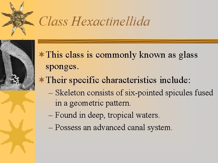 Class Hexactinellida ¬This class is commonly known as glass sponges. ¬Their specific characteristics include: