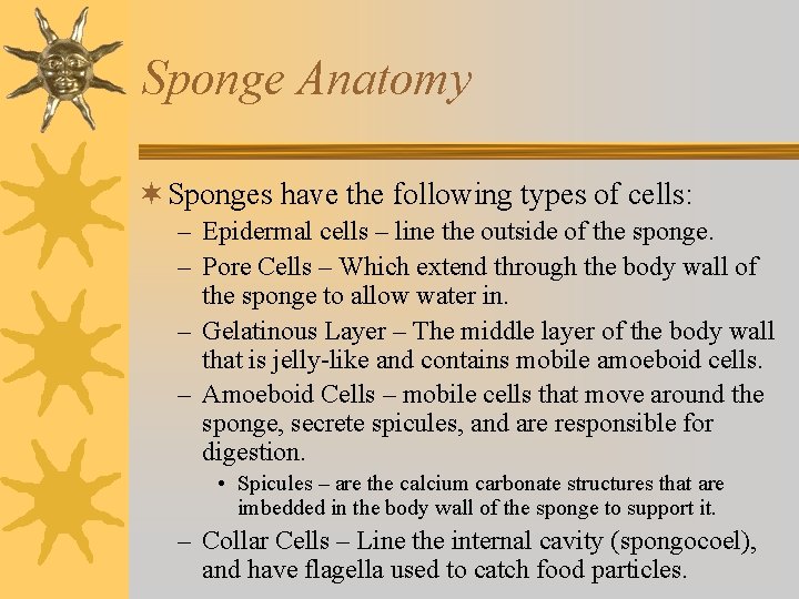 Sponge Anatomy ¬ Sponges have the following types of cells: – Epidermal cells –