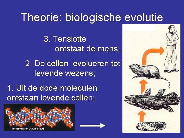 Theorie: biologische evolutie 3. Tenslotte ontstaat de mens; 2. De cellen evolueren tot levende
