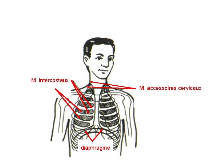 M. intercostaux M. accessoires cervicaux diaphragme 