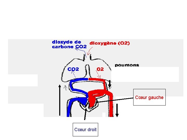 Cœur gauche Cœur droit 