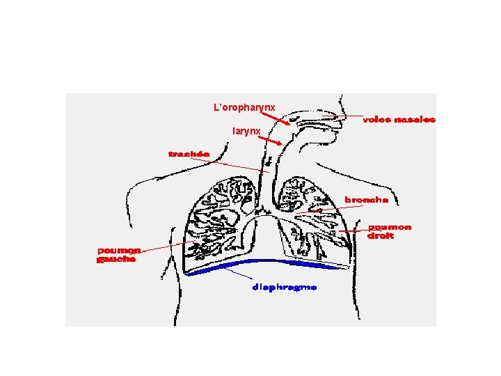 L’oropharynx larynx 