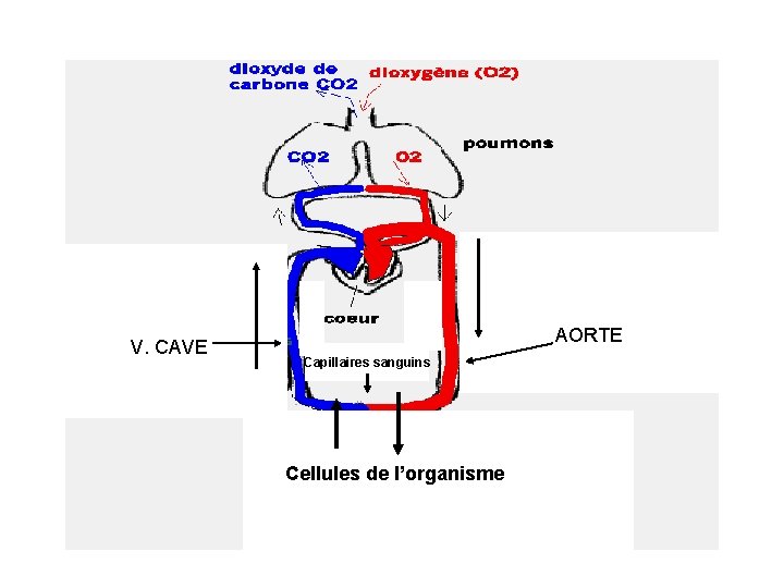 VEINE PULMONAIRE AORTE V. CAVE AORTE Capillaires sanguins Apport d’O 2 à la cellule