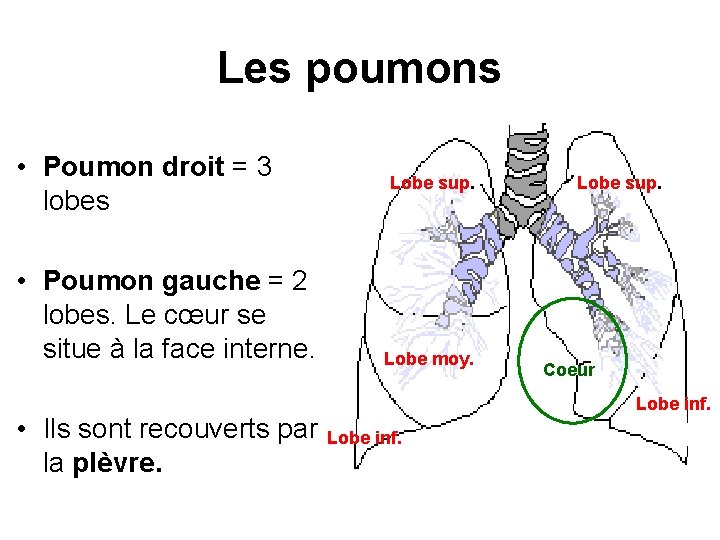 Les poumons • Poumon droit = 3 lobes • Poumon gauche = 2 lobes.