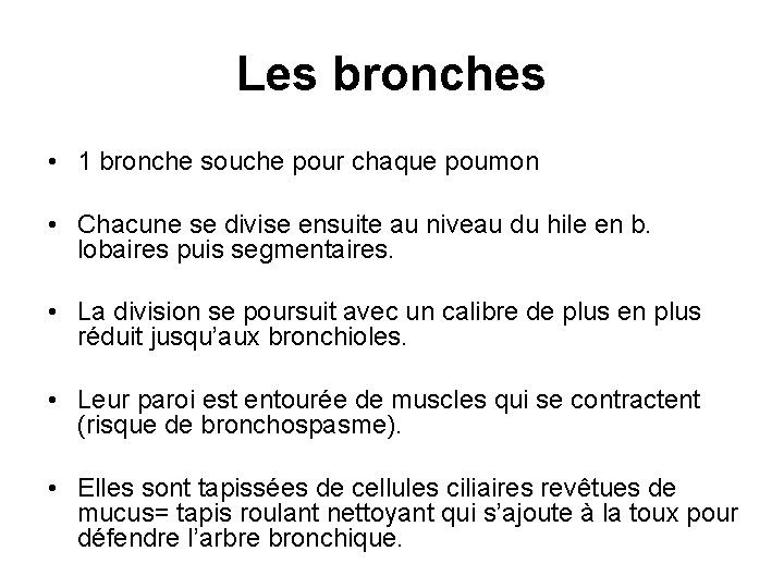 Les bronches • 1 bronche souche pour chaque poumon • Chacune se divise ensuite