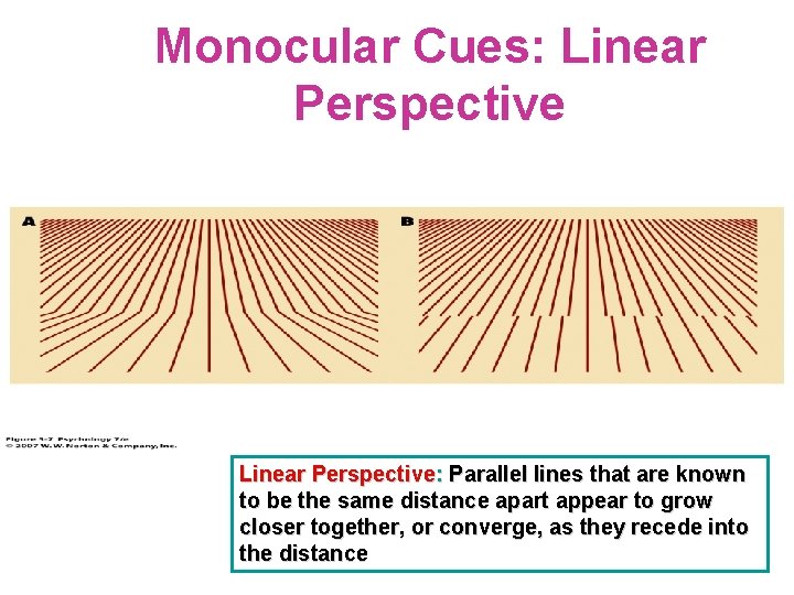 Monocular Cues: Linear Perspective: Parallel lines that are known to be the same distance