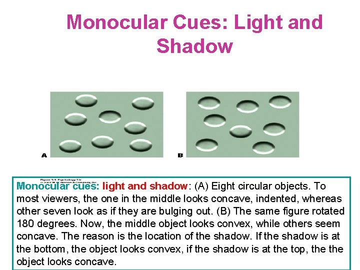 Monocular Cues: Light and Shadow Monocular cues: light and shadow: (A) Eight circular objects.