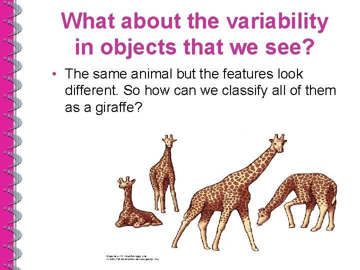 What about the variability in objects that we see? • The same animal but