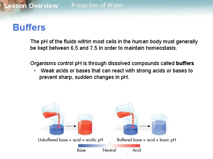 Lesson Overview Properties of Water Buffers The p. H of the fluids within most