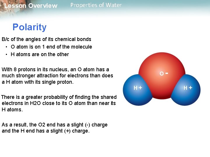 Lesson Overview Properties of Water Polarity B/c of the angles of its chemical bonds