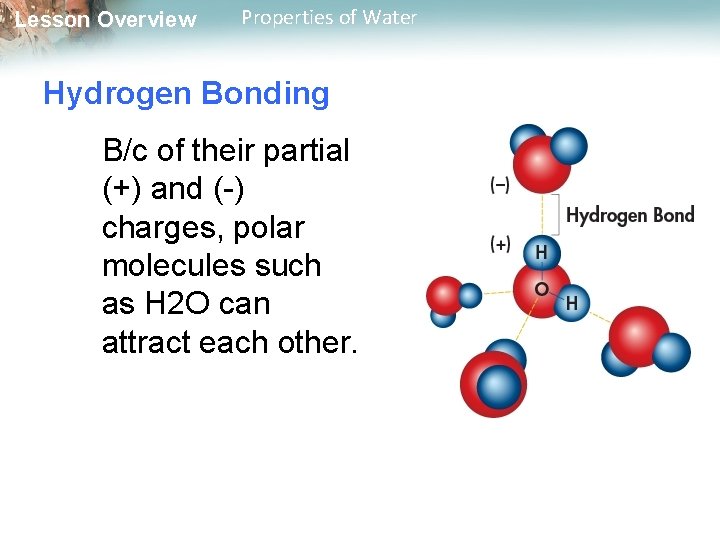 Lesson Overview Properties of Water Hydrogen Bonding B/c of their partial (+) and (-)