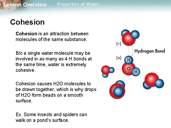 Lesson Overview Properties of Water Cohesion is an attraction between molecules of the same