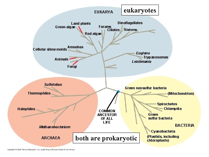 EUKARYA eukaryotes Dinoflagellates Forams Ciliates Diatoms Red algae Land plants Green algae Cellular slime