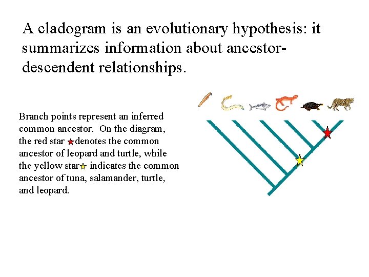 A cladogram is an evolutionary hypothesis: it summarizes information about ancestordescendent relationships. Branch points