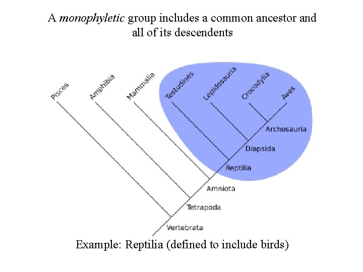 A monophyletic group includes a common ancestor and all of its descendents Example: Reptilia