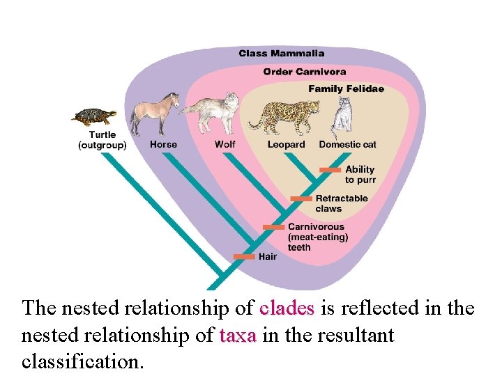 The nested relationship of clades is reflected in the nested relationship of taxa in