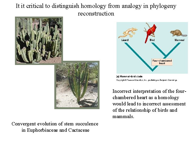 It it critical to distinguish homology from analogy in phylogeny reconstruction Incorrect interpretation of