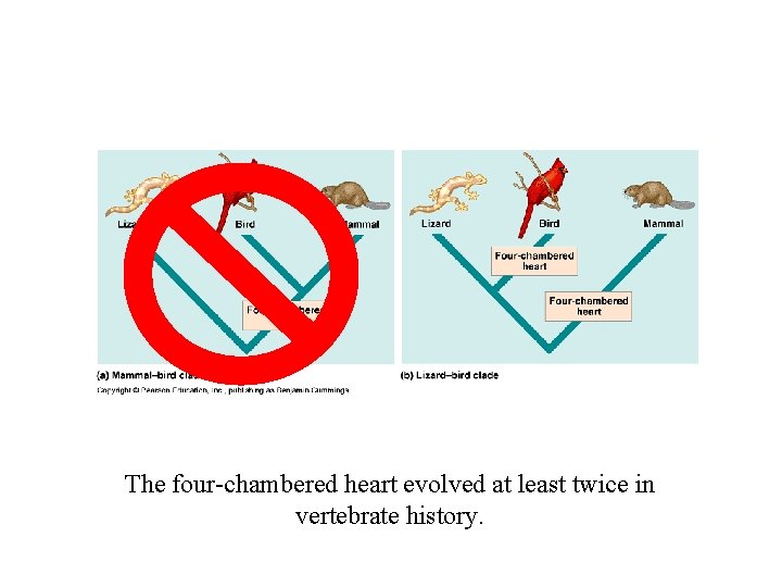 The four-chambered heart evolved at least twice in vertebrate history. 