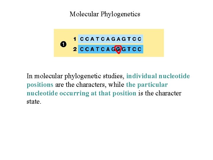 Molecular Phylogenetics G In molecular phylogenetic studies, individual nucleotide positions are the characters, while