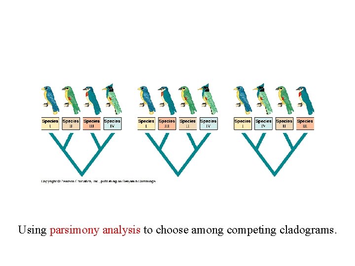 Using parsimony analysis to choose among competing cladograms. 