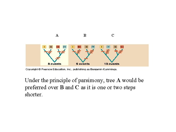 A B C Under the principle of parsimony, tree A would be preferred over