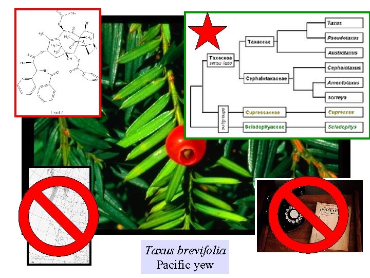 Taxus brevifolia Pacific yew 