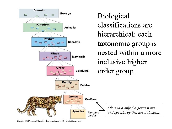 Biological classifications are hierarchical: each taxonomic group is nested within a more inclusive higher