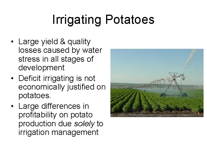 Irrigating Potatoes • Large yield & quality losses caused by water stress in all