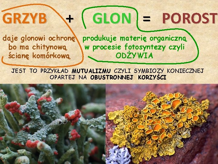 GRZYB + daje glonowi ochronę bo ma chitynową ścianę komórkową GLON = POROST produkuje