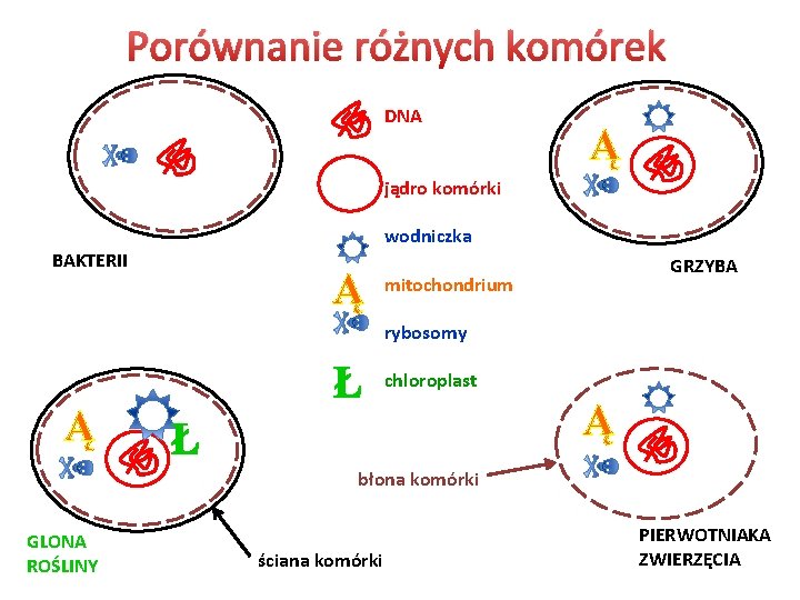 Porównanie różnych komórek DNA Ą jądro komórki wodniczka BAKTERII Ą GRZYBA mitochondrium rybosomy Ą