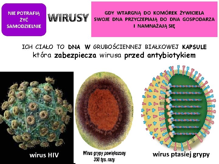 NIE POTRAFIĄ ŻYĆ SAMODZIELNIE WIRUSY GDY WTARGNĄ DO KOMÓREK ŻYWICIELA SWOJE DNA PRZYCZEPIAJĄ DO