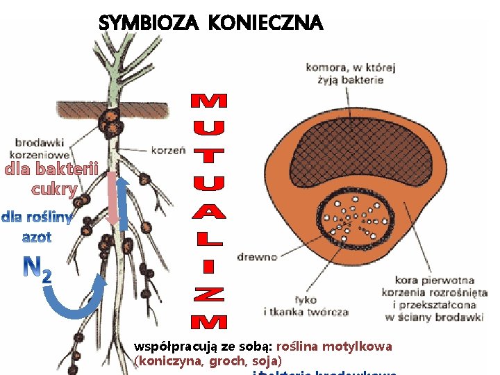 SYMBIOZA KONIECZNA dla bakterii cukry współpracują ze sobą: roślina motylkowa (koniczyna, groch, soja) 