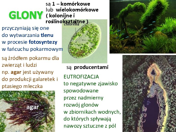 GLONY są 1 – komórkowe lub wielokomórkowe ( kolonijne i roślinokształtne ) chlorella przyczyniają