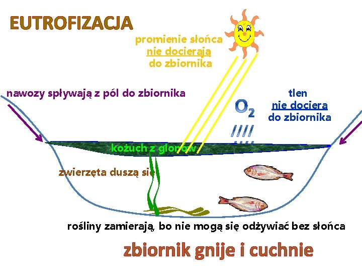 EUTROFIZACJA promienie słońca nie docierają do zbiornika nawozy spływają z pól do zbiornika tlen