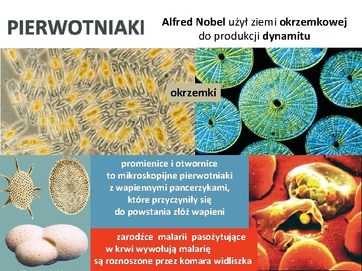 PIERWOTNIAKI Alfred Nobel użył ziemi okrzemkowej do produkcji dynamitu okrzemki promienice i otwornice to