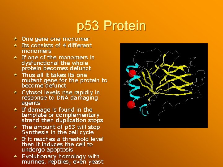 p 53 Protein One gene one monomer Its consists of 4 different monomers If