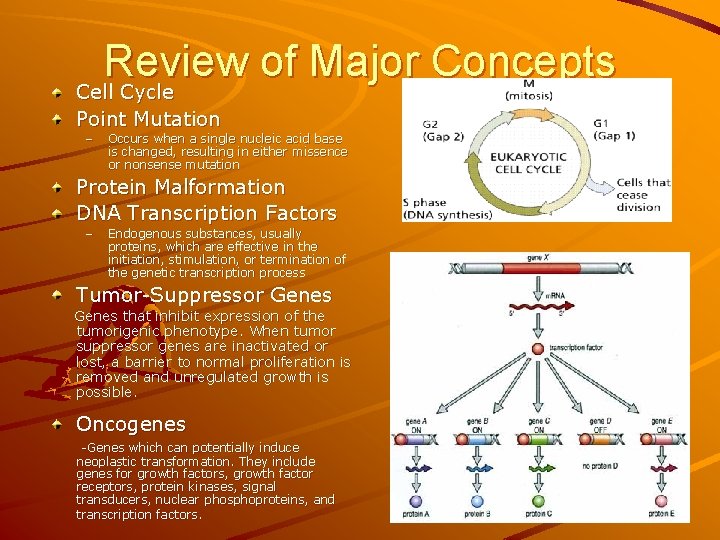 Review of Major Concepts Cell Cycle Point Mutation – Occurs when a single nucleic