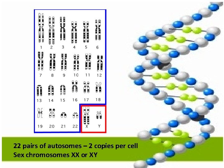 22 pairs of autosomes – 2 copies per cell Sex chromosomes XX or XY