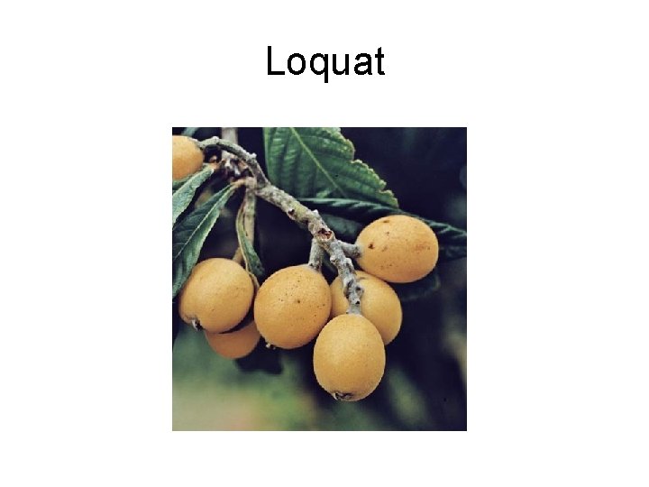Loquat 