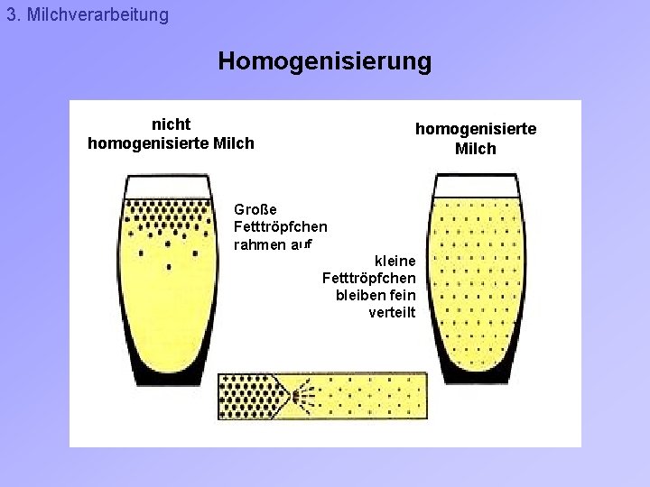 3. Milchverarbeitung Homogenisierung nicht homogenisierte Milch Große Fetttröpfchen rahmen auf kleine Fetttröpfchen bleiben fein