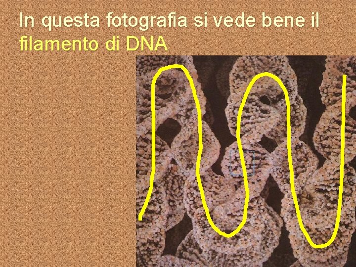 In questa fotografia si vede bene il filamento di DNA 
