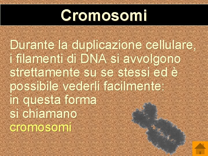 Cromosomi Durante la duplicazione cellulare, i filamenti di DNA si avvolgono strettamente su se