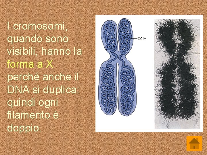 I cromosomi, quando sono visibili, hanno la forma a X perché anche il DNA