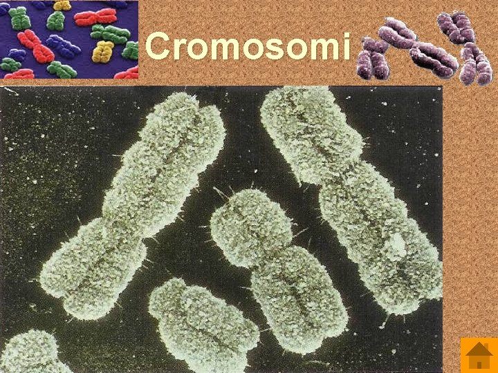 Cromosomi 