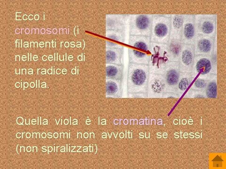 Ecco i cromosomi (i filamenti rosa) nelle cellule di una radice di cipolla. Quella